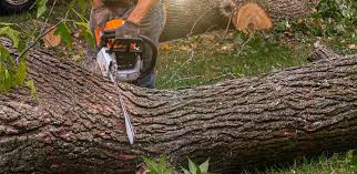 Best Tree and Shrub Care  in Vienna, GA