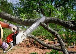 Best Root Management and Removal  in Vienna, GA