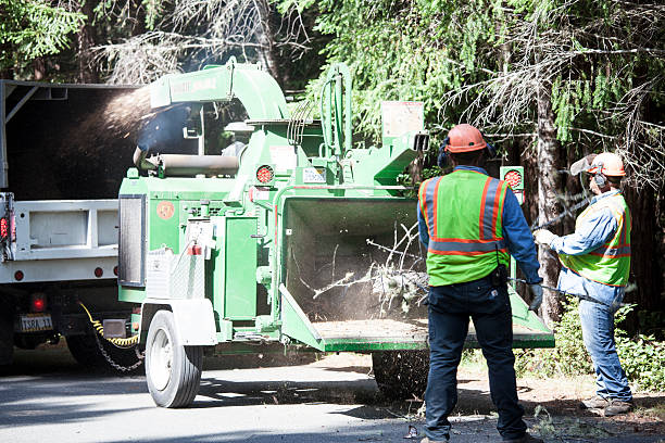 Best Residential Tree Removal  in Vienna, GA