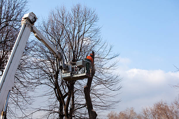 Best Storm Damage Tree Cleanup  in Vienna, GA