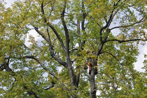 Best Tree Mulching  in Vienna, GA